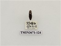 藏品(叩頭蟲(2))的圖片